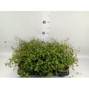 Muehlenbeckia com. 'Mao'ri'