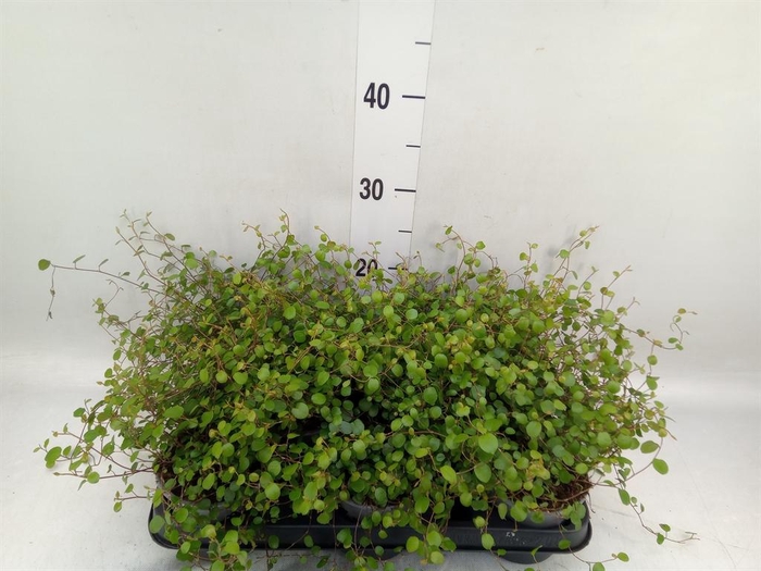<h4>Muehlenbeckia com. 'Mao'ri'</h4>