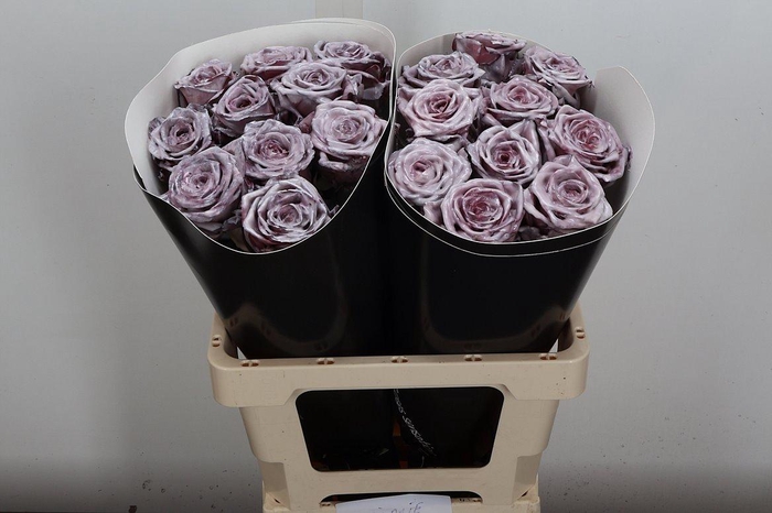 <h4>R Wx (rn) Ocean</h4>