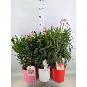 Nerium oleander   ...