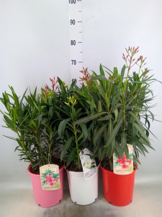 <h4>Nerium oleander   ...</h4>