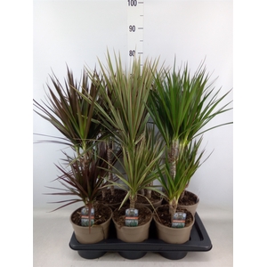 Dracaena   ...mix