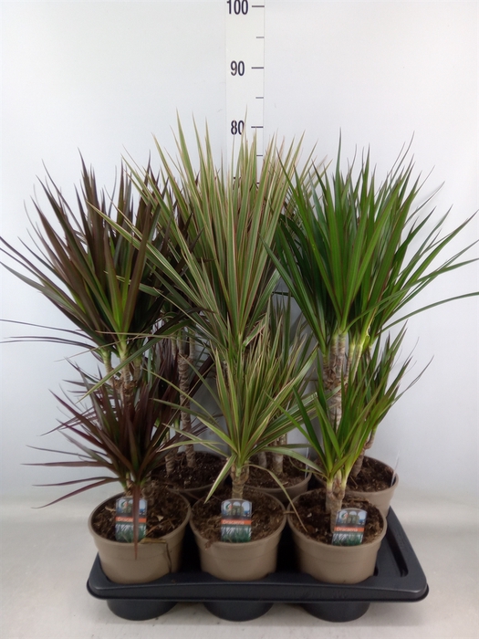 <h4>Dracaena   ...mix</h4>