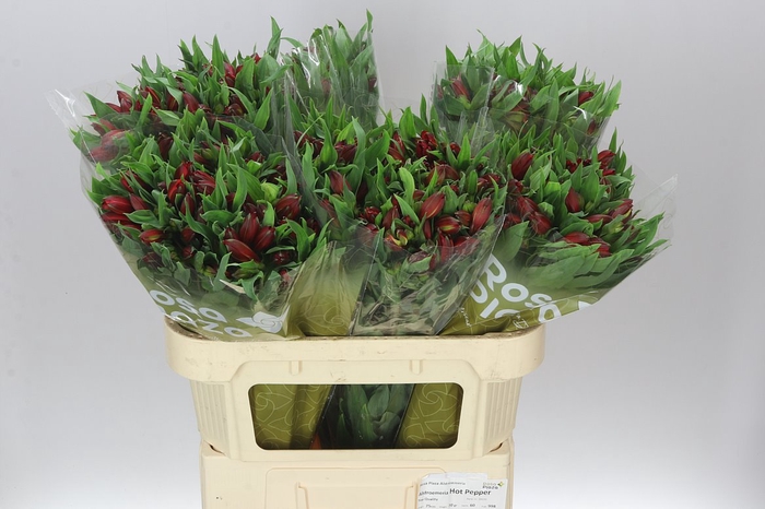 <h4>Alstro Hot Pepper</h4>
