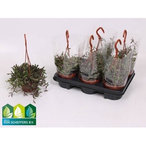 SENEC H PURPLE FLUSH