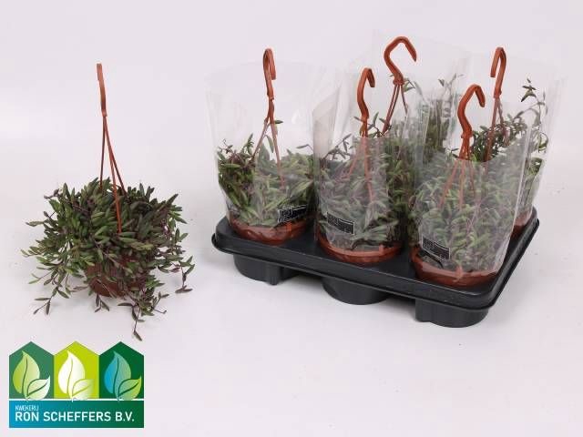 <h4>SENEC H PURPLE FLUSH</h4>