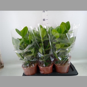 Clusia rosea 'Princess'