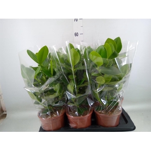 Clusia rosea 'Princess'