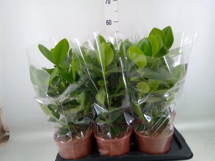 Clusia rosea 'Princess'