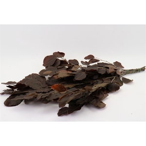 Bunch Fagus Preserved 150g L80