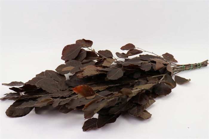 <h4>Bunch Fagus Preserved 150g L80</h4>