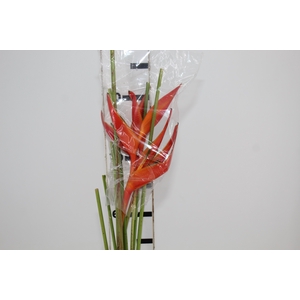HELIC RED OPAL