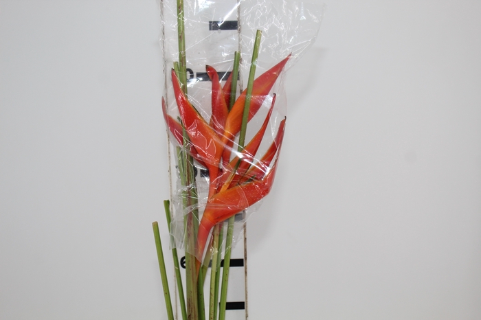 <h4>HELIC RED OPAL</h4>