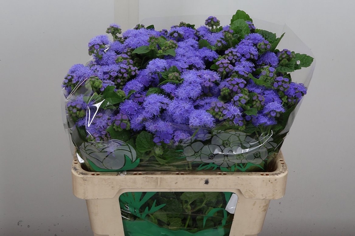 <h4>Ager H Blue Horizon</h4>