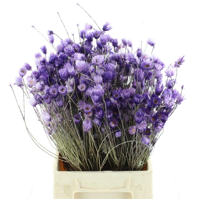<h4>Kaaps Everlasting Lavender</h4>