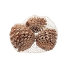 Pinecone Maritima 3pcs L10