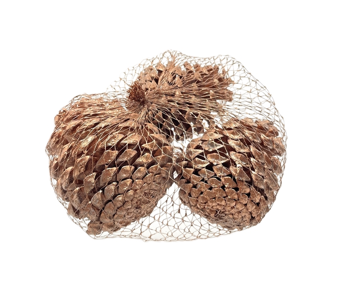 Pinecone Maritima 3pcs L10