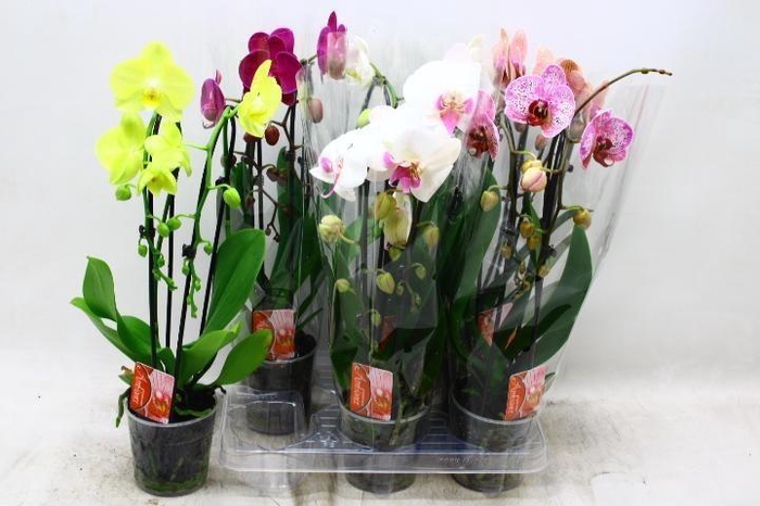 <h4>PHAL EL CASCADE</h4>