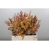 Ilex Cresgold
