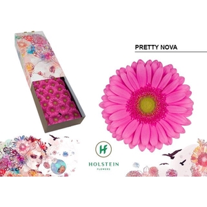 Gerbera GB 'Pretty Nova'