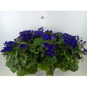 Pericallis cr. 'Senetti Blue Deep'