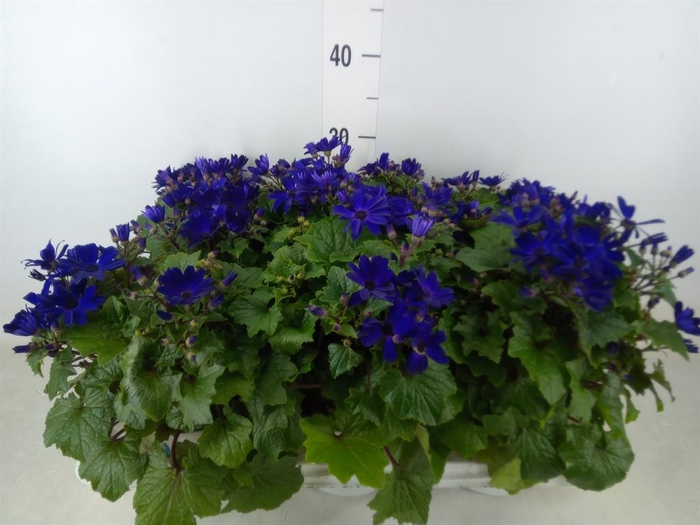 <h4>Pericallis cr. 'Senetti Blue Deep'</h4>