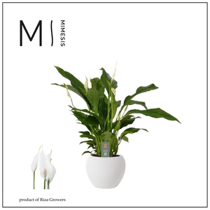 Mimesis Spathiphyllum Strauss - 13 cm in Bolpot Wit