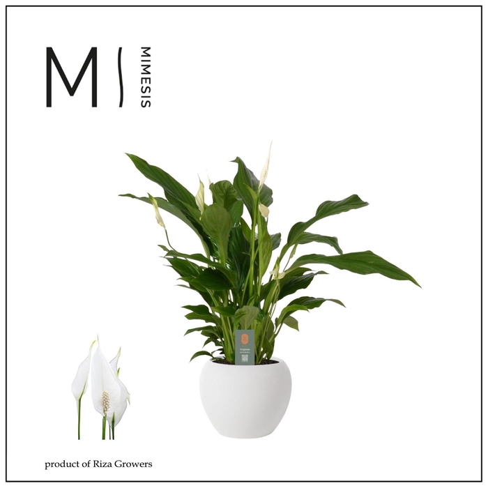 <h4>Mimesis Spathiphyllum Strauss - 13 cm in Bolpot Wit</h4>