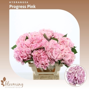 HydraBloom Pink Progress