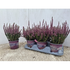 CALLU BL RENATE