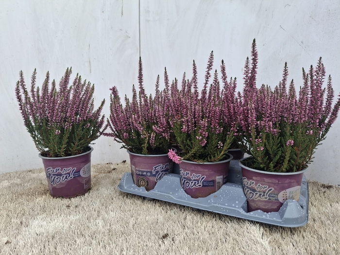 <h4>CALLU BL RENATE</h4>
