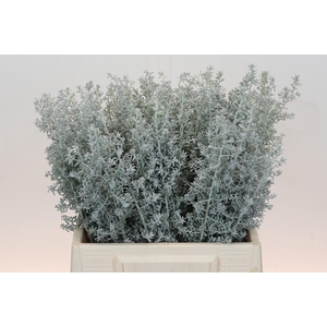 Kochia (Maireana Sedifolia)