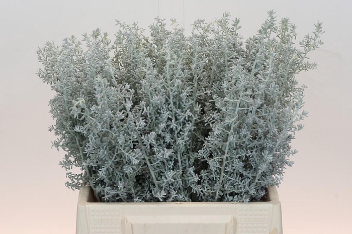 Kochia (Maireana Sedifolia)