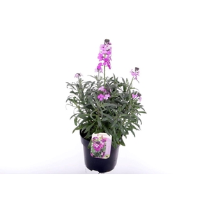 Erysimum linifolium Bowles Mauve