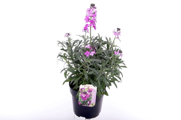 <h4>Erysimum linifolium Bowles Mauve</h4>