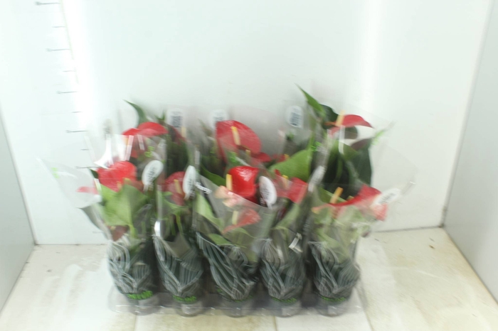 <h4>ANTHURIUM P12 VERMELHO</h4>