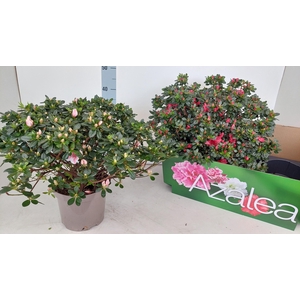 RHODO SI GEM