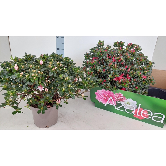 <h4>RHODO SI GEM</h4>