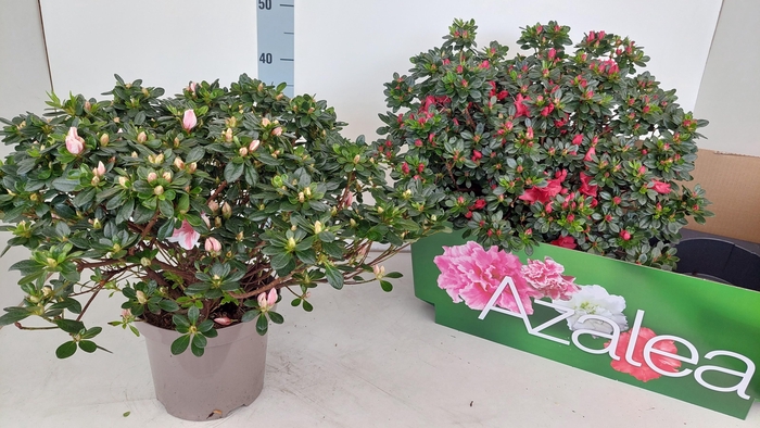 <h4>RHODO SI GEM</h4>