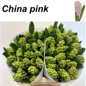 HYAC CHINA PINK