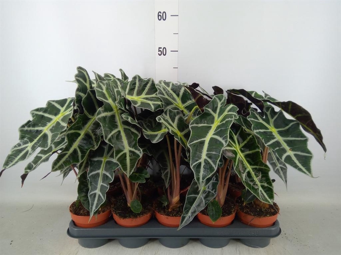 <h4>Alocasia amazonica 'Polly'</h4>
