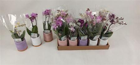 <h4>Phal Mini</h4>