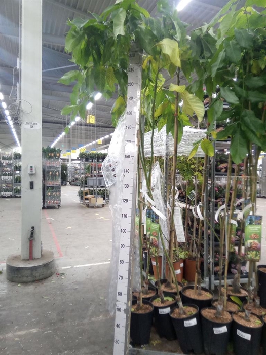 <h4>Juglans regia</h4>