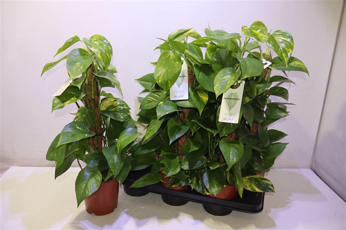 <h4>Epipr Mosstok</h4>