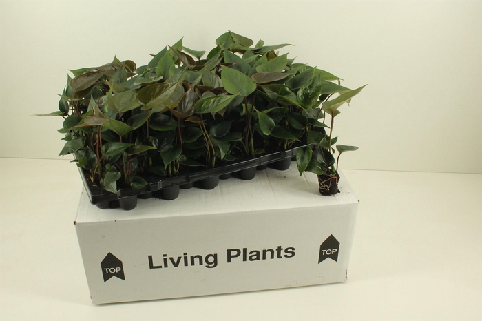 <h4>Youngplants in tray, for growers</h4>