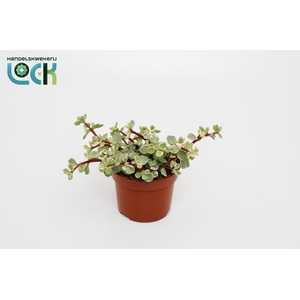 Portulacaria Afra Varigata