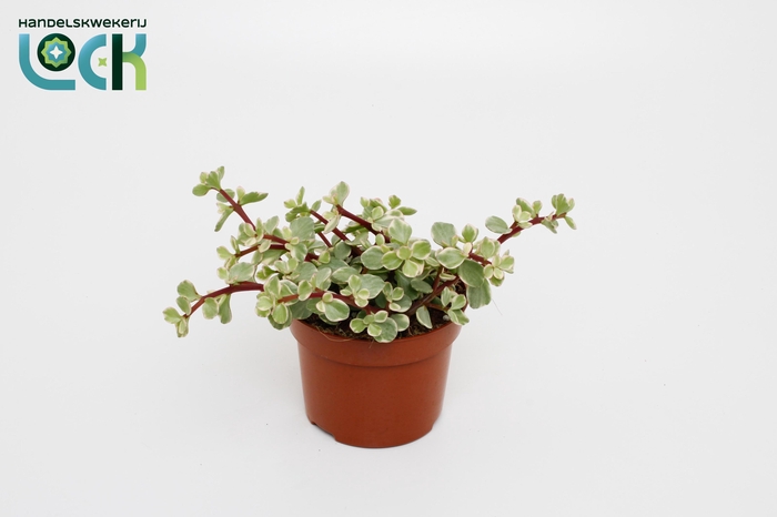 <h4>Portulacaria Afra Varigata</h4>