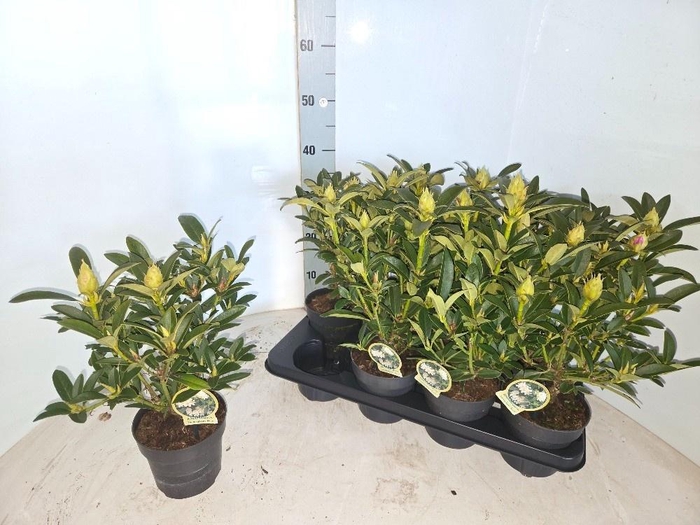 <h4>RHOD CAT OV</h4>