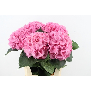 HYDR M ELBTAL ROZE XL
