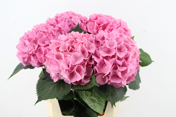 <h4>HYDR M ELBTAL ROZE XL</h4>